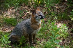 BrookgreenLowcountryZoo-10