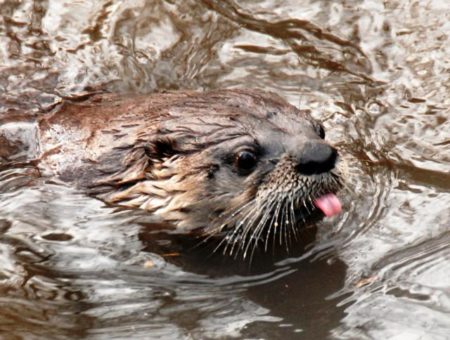 Lowcountry Zoo at Brookgreen Gardens