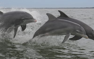 Blue Wave Adventures Dolphin Tour