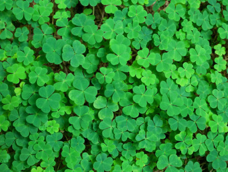 Celebrate St. Patrick’s Day