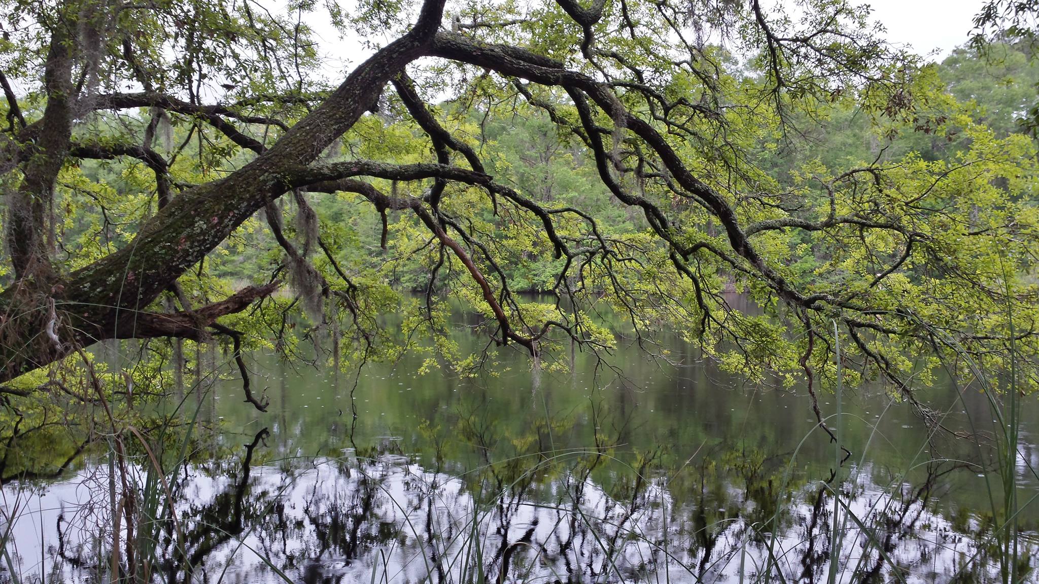 Hobcaw Barony