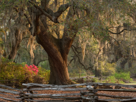 Magnolia Plantation & Gardens