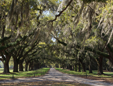 Boone Hall Plantation