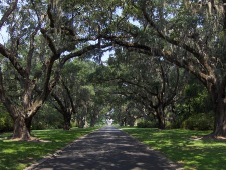 Moss-Draped Live Oaks