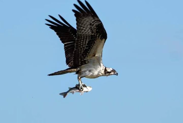 birds of Huntington Beach State Park