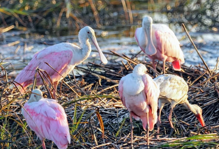 birds of Huntington Beach State park
