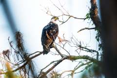 American Bald Eagle