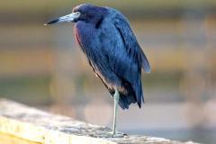 Little Blue Heron