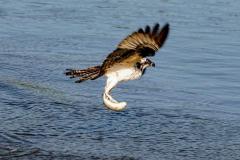 Osprey with fish