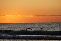 Brown Pelicans at sunrise
