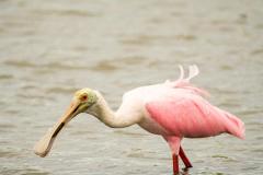 Roseate Spoonbill