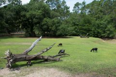 BrookgreenLowcountryZoo-17