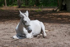 BrookgreenLowcountryZoo-18