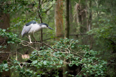 BrookgreenLowcountryZoo-4