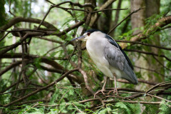 BrookgreenLowcountryZoo-6