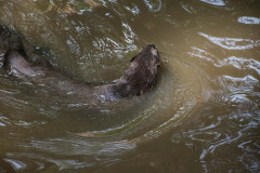 BrookgreenLowcountryZoo-7