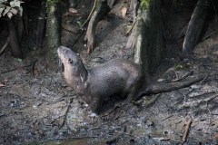 BrookgreenLowcountryZoo-8