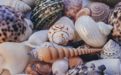 Pawleys Island Nature: A Shell Guide
