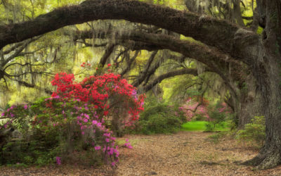 Lowcountry Gardening: Pawleys Island Inspired Planting