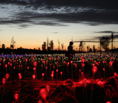 Bruce Munro at Brookgreen:  Southern Light