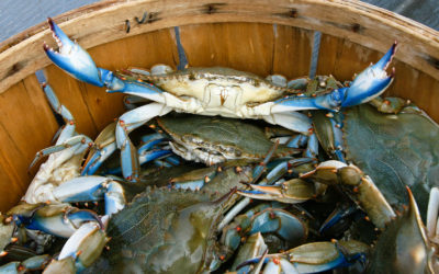 A Guide to Crabbing in the Lowcountry: Fresh Air, Fun Sport, Free Seafood