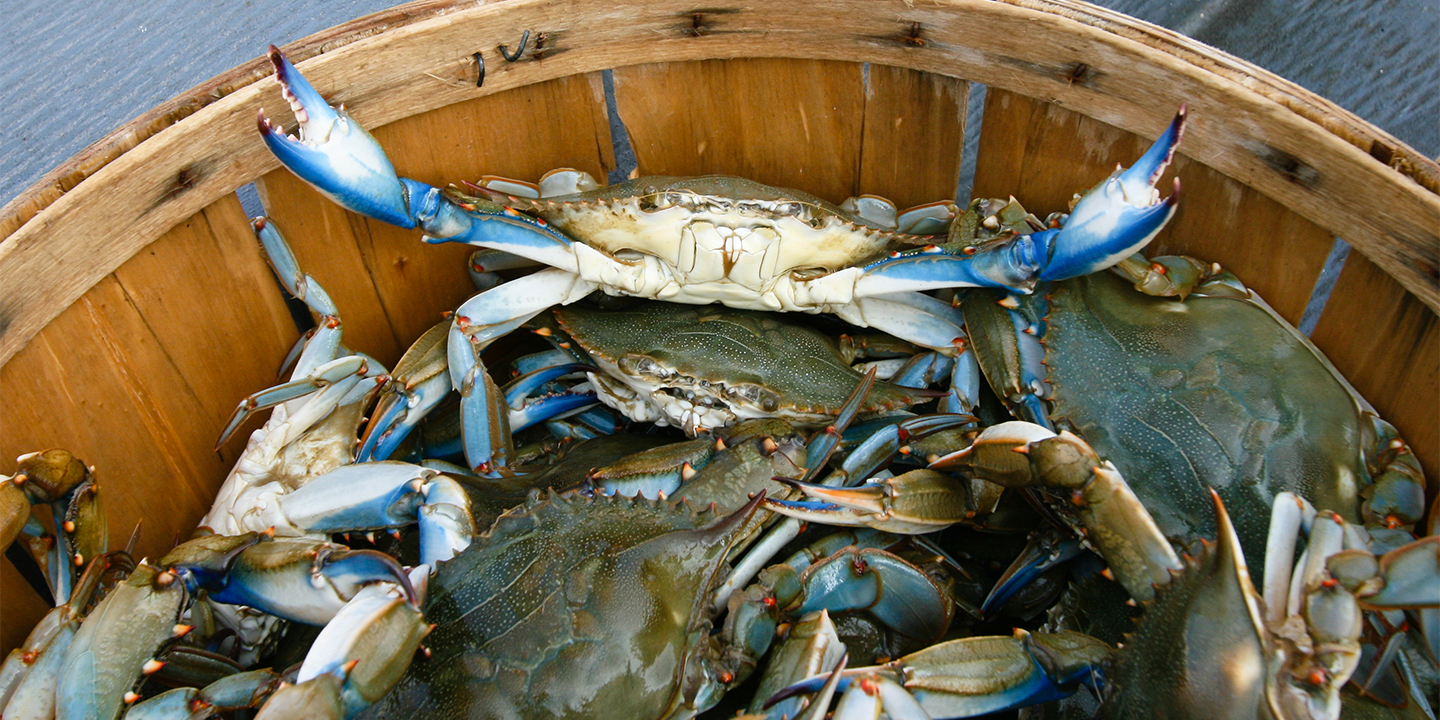 A Guide to Crabbing in the Lowcountry: Fresh Air, Fun Sport, Free Seafood -  Pawleys Island