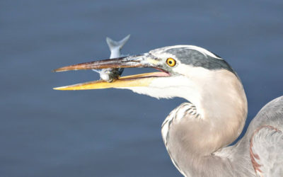 The Basics of Birding: Huntington Beach a Hot Spot for Fine-Feathered Friends