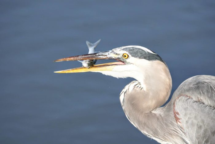 birds of Huntington Beach State Park